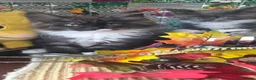 Maine Coon cats for sale: Maine Coon beauty,  Pure Pedegree  - Advert 4