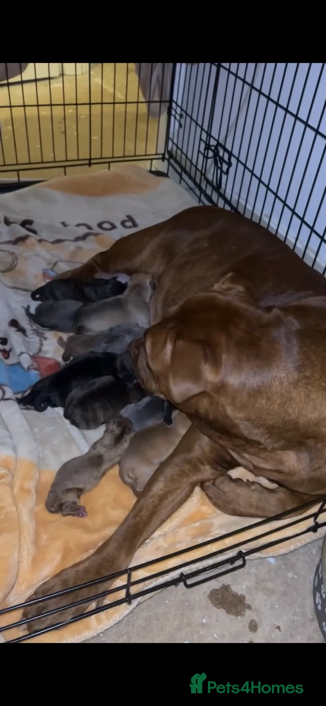 American Bull Staffy dogs for sale: Miss jay  - Advert 1