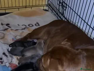 American Bull Staffy dogs Miss jay - Advert 18