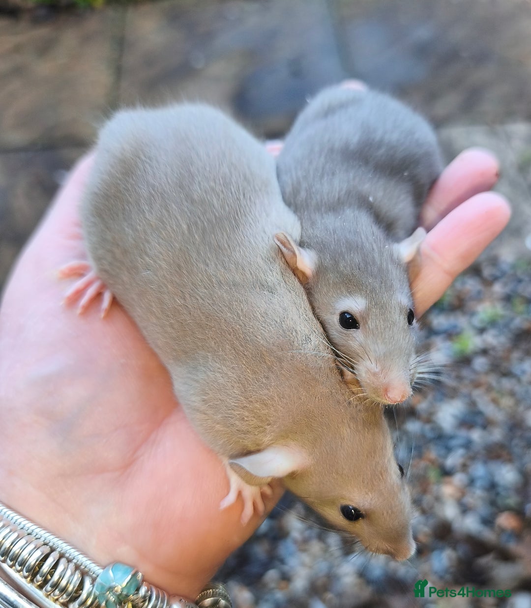 Rat rodents for sale: Beautiful male and female Dumbo rats - Advert 1