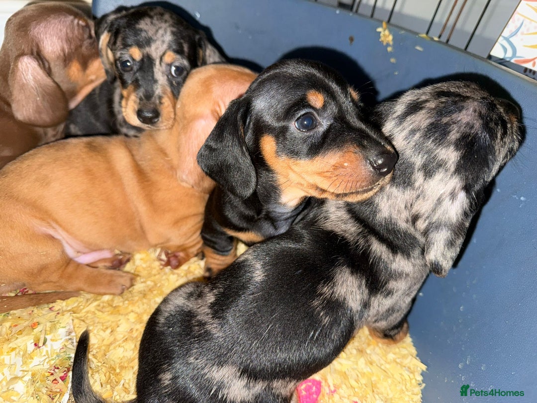 Dachshund dogs for sale: Miniture Silver Dapple Dachshunds - Advert 14