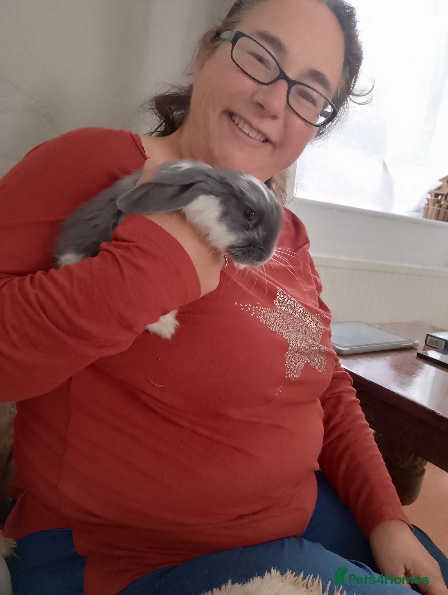 French Lop rabbits Sweet 7 week old baby boy french lop for sale - Advert 1