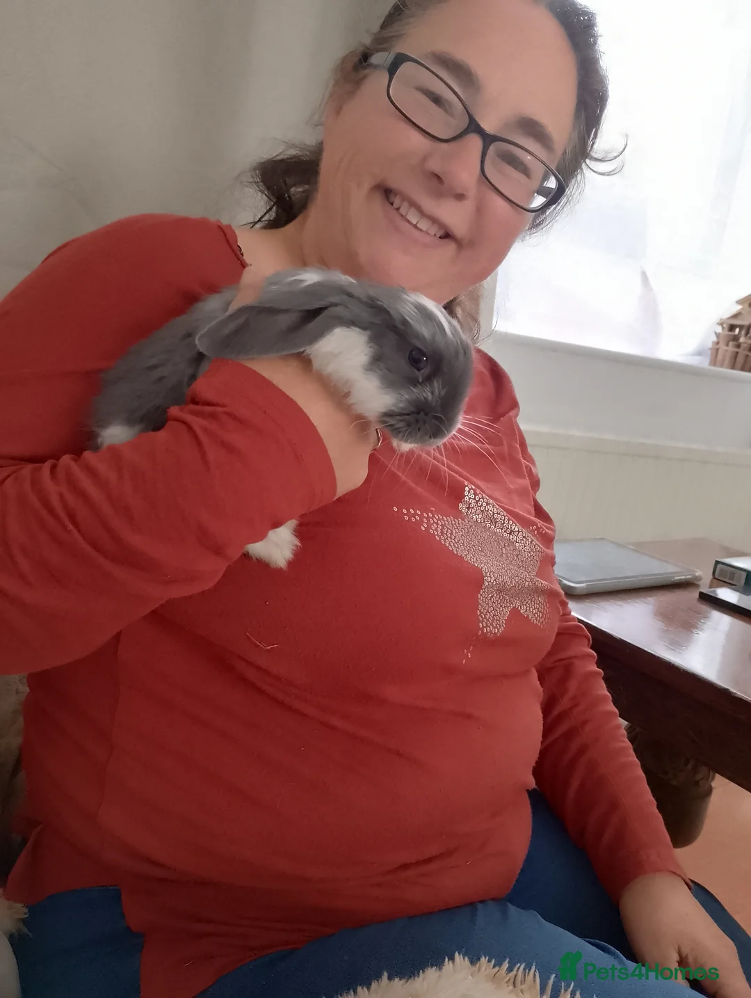 French Lop rabbits for sale: Sweet 7 week old baby boy french lop for sale in Hastings - Advert 1