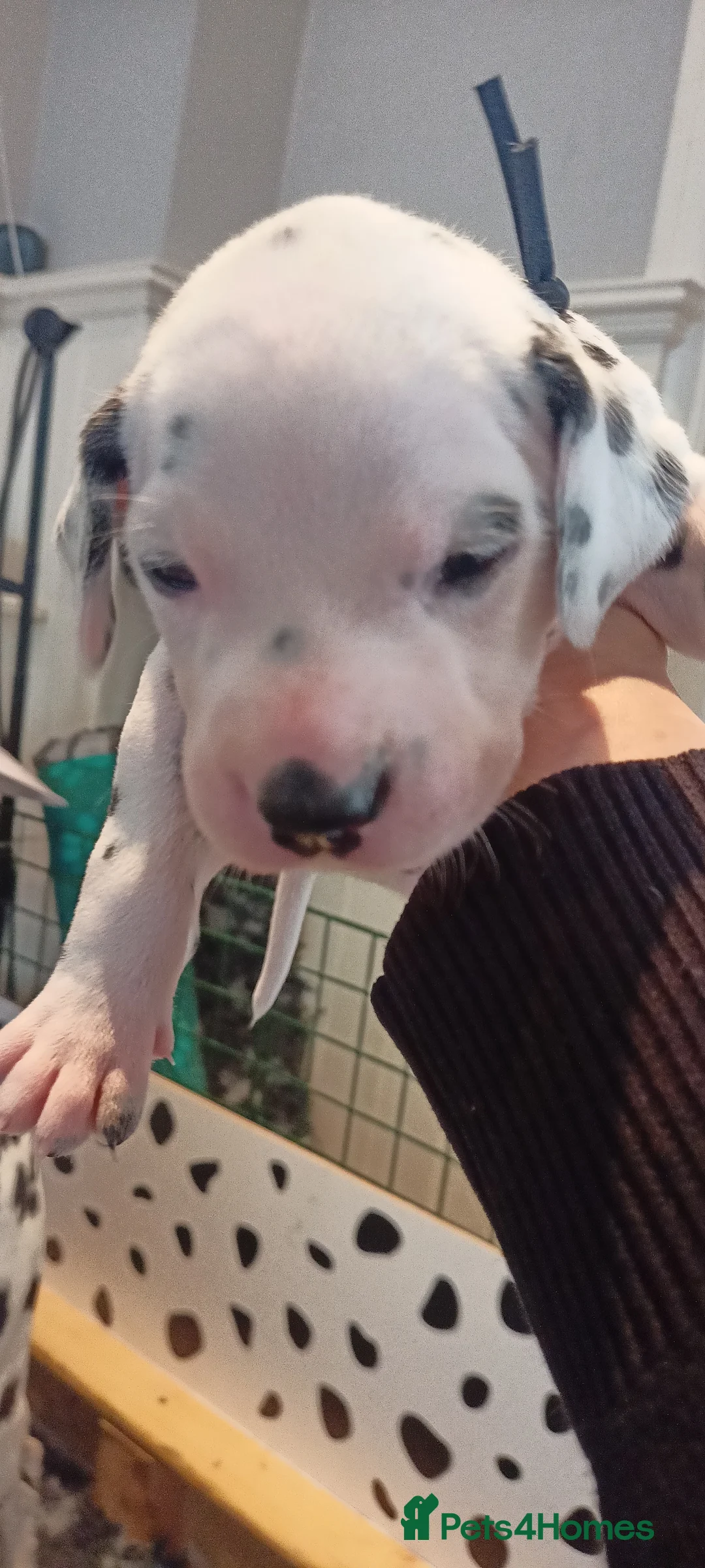 Dalmatian dogs for sale: Beautiful dalmatian puppies - Advert 29