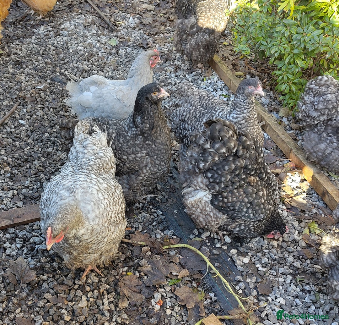 Chickens poultry for sale: Pair of Cuckoo Orpingtons - Advert 5