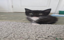 Mixed Breed cats for sale: Stunning,  fluffy black & white kittens - Image 4
