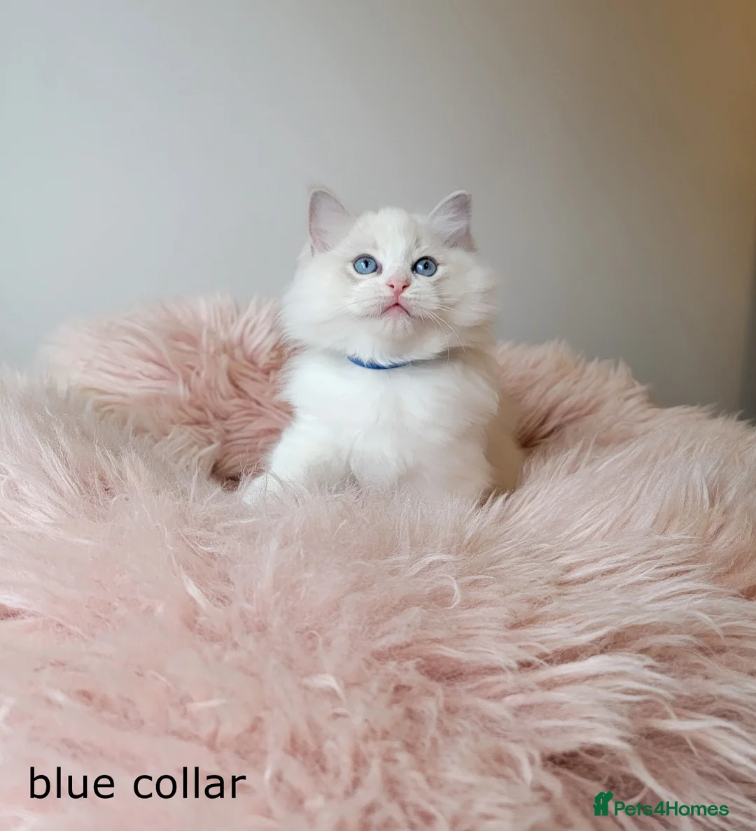 Ragdoll cats for sale: 😸Fully GCCF Certified Pedigree Ragdoll kittens💕 - Advert 19