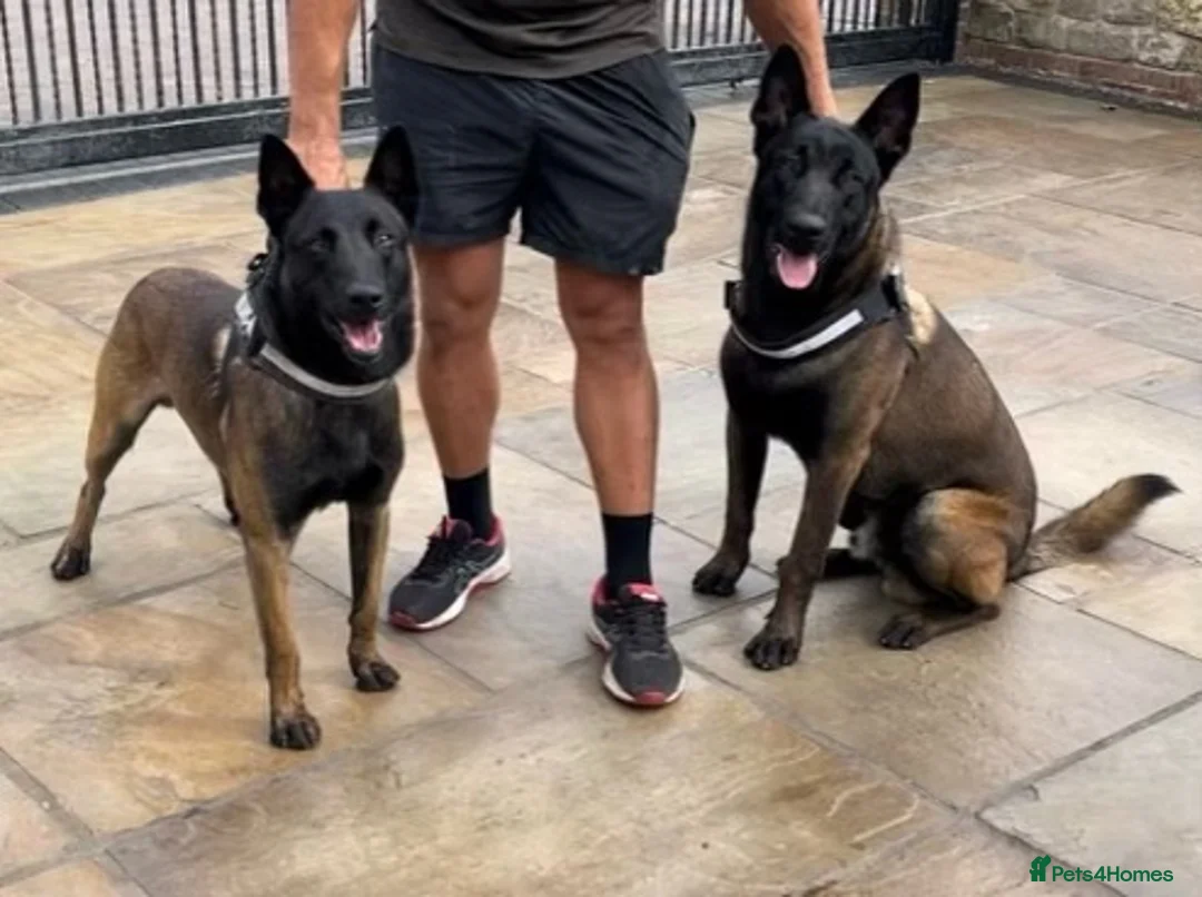 Belgian Shepherd Dog dogs for stud: Zeus Proven Stud Dog - Advert 10