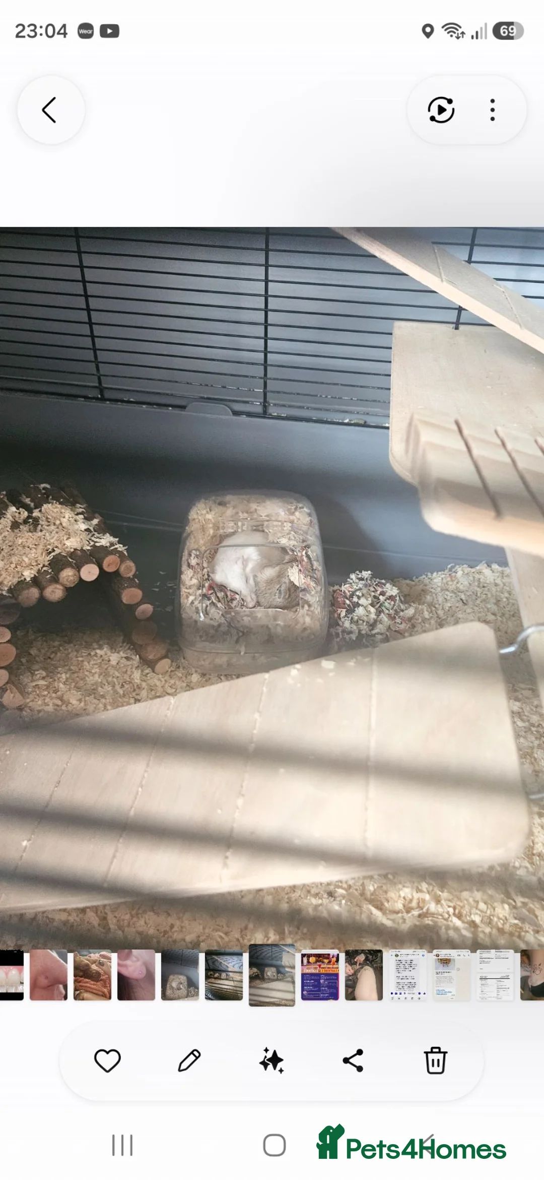 Gerbil rodents for sale: 2 gerbils for rehoming - Advert 3