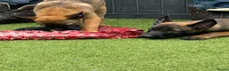 Belgian Shepherd Dog dogs for sale: Stunning Belgian Malinois pups 1 boy - Advert 20