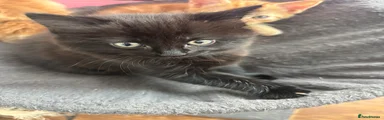 Mixed Breed Kitten 3