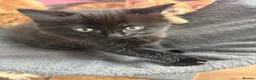 Mixed Breed cats for sale: 4 beautiful kittens for sale mixed breed - Advert 10