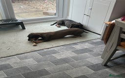 Dachshund dogs for sale: Teckel Dachshund for rehoming - Advert 14