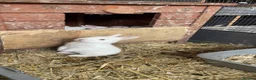 New Zealand rabbits for sale: Top Quality Rabbits! Proven Parents & Bunnies - Advert 3