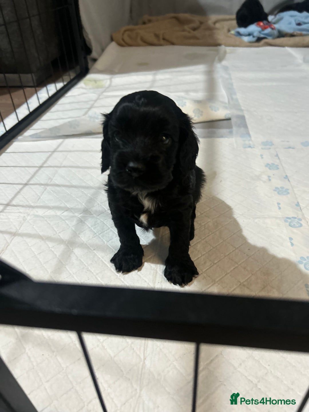 Cockapoo dogs for sale: Beautiful f2 cockapoo pups - Advert 4