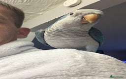 Parakeets birds for sale: Quaker Parrot  - Image 2