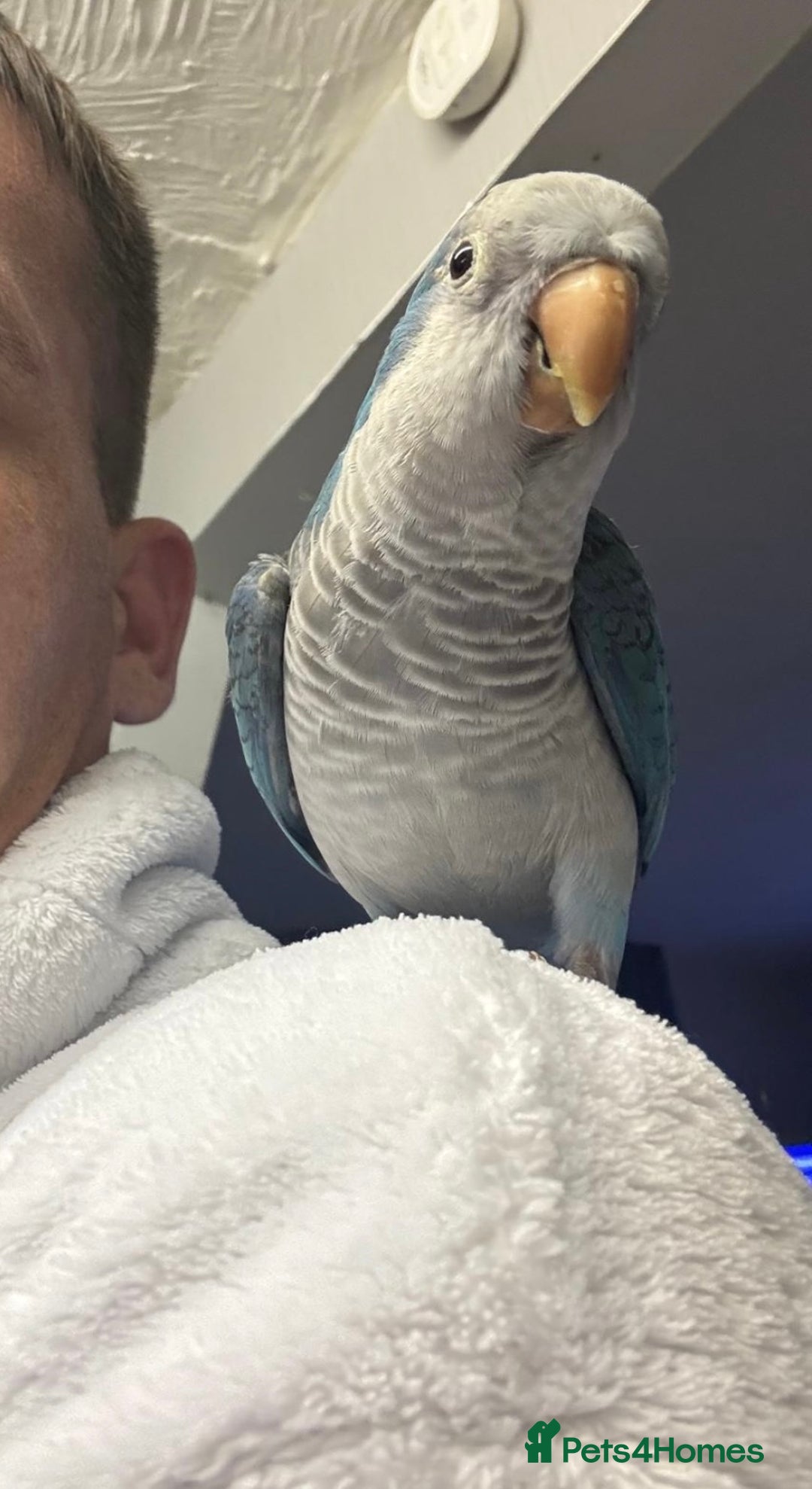 Parakeets birds for sale: Quaker Parrot  - Image 2