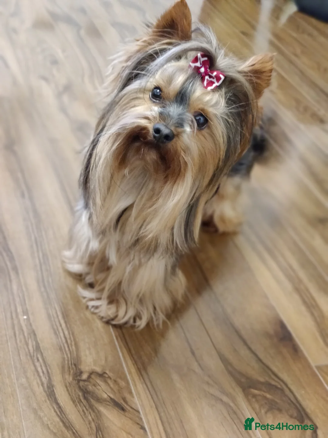 Yorkshire Terrier dogs for stud: Pedigree Yorkshire terrier for stud in Hull - Advert 7