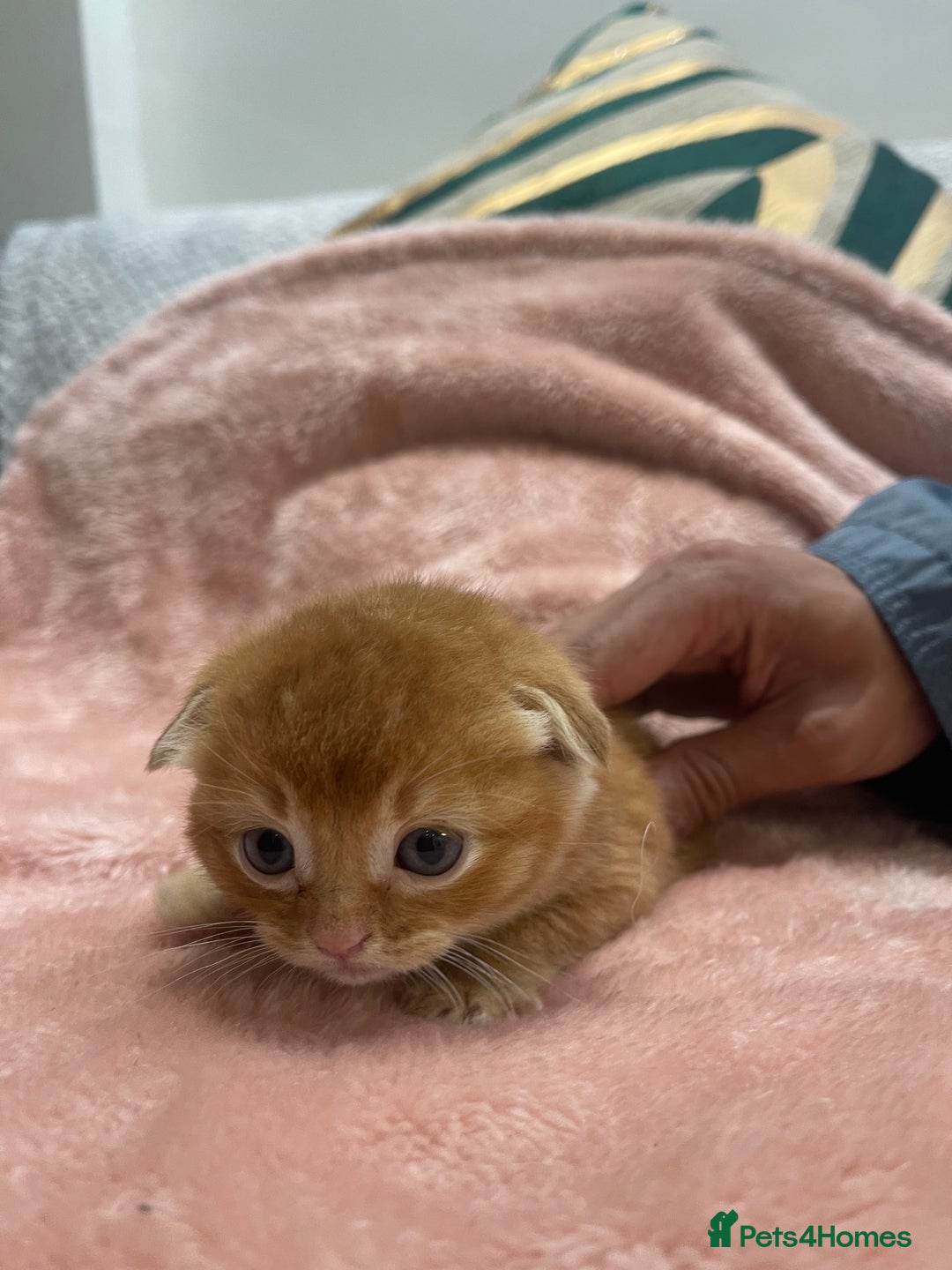 Scottish Fold cats for sale: Scottish fold/straight kittens  - Image 14