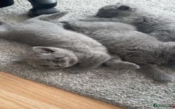 British Shorthair cats for sale: Pure Grey British short hair kittens  - Image 3