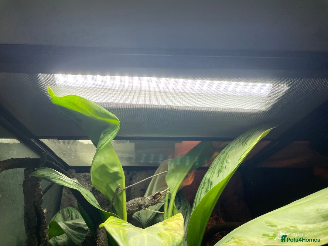 Gecko reptiles for sale: Full Bio Active set up with Crested Gecko - Image 10