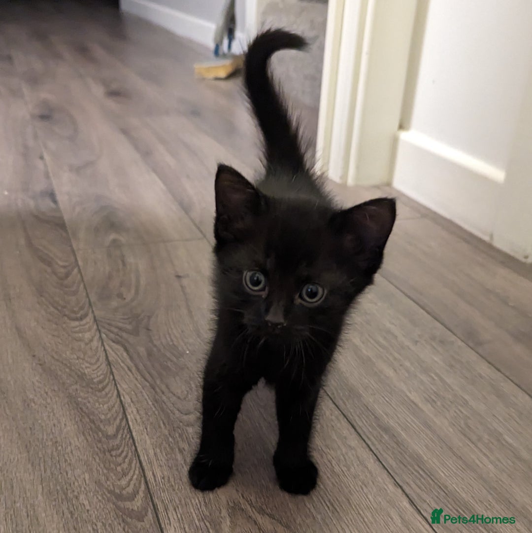 British Shorthair cats for sale: Black Slightly Fluffy Kittens  - Image 6