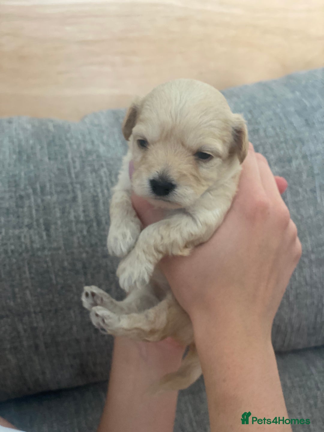 Chipoo dogs for sale: Chipoo Girls 💗 - Image 8