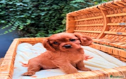 Cavalier King Charles Spaniel dogs for sale: Quality KC Health Tested Ruby CKCS Pups For  Sale - Image 19
