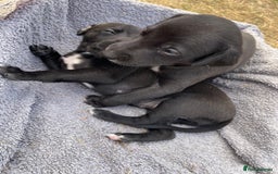 Whippet dogs for sale: Beautiful homebred whippet puppies. Ready to go - Image 6