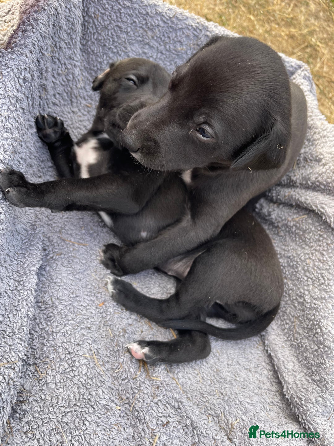 Whippet dogs for sale: Beautiful homebred whippet puppies. Ready to go - Image 6