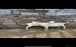 Goats livestock for sale: Selection off goats looking for a new 🏡 - Image 1