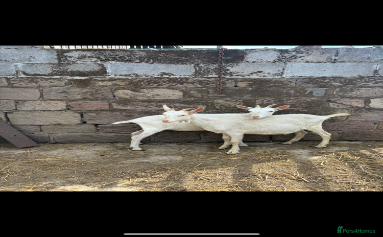 Goats livestock - Advert 1