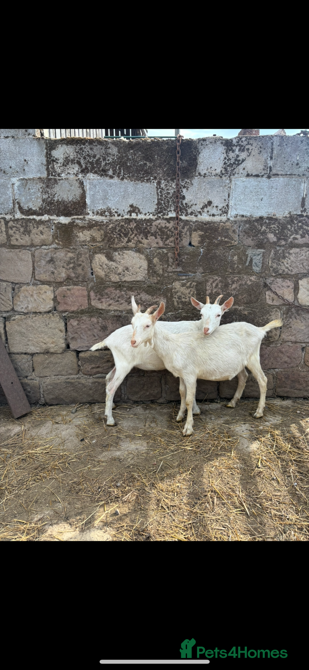 Goats livestock for sale: Selection off goats looking for a new 🏡 - Image 1