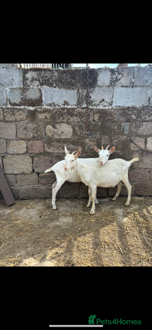 Goats livestock - Advert 6