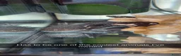 Axolotl reptiles for sale: 2 axolotls  - Advert 2