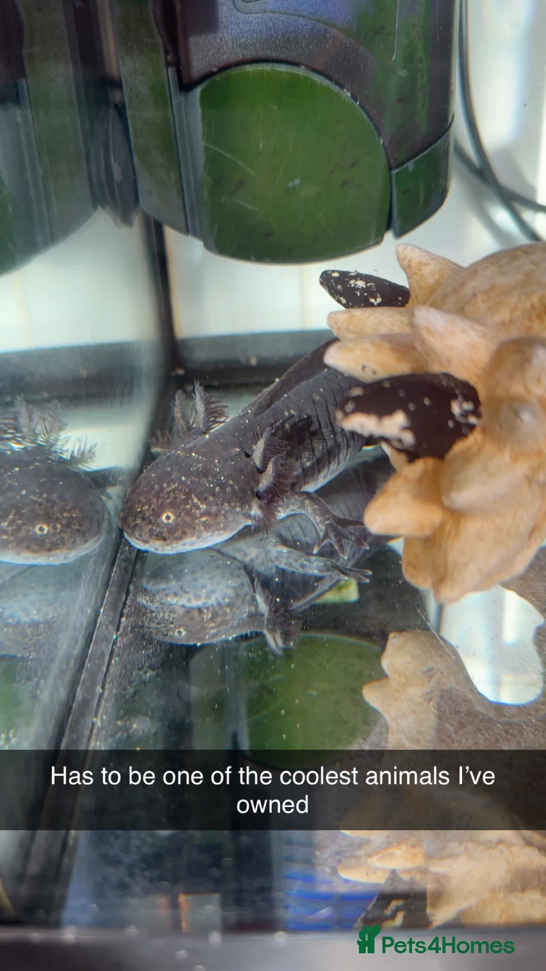 Axolotl reptiles for sale: 2 axolotls  - Advert 2