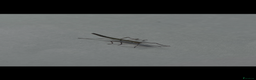 Stick Insects invertebrates for sale: Indian Stick insects  - Advert 2