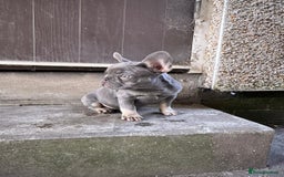 French Bulldog dogs for sale: Miniature French bulldog  - Image 3