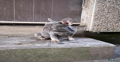 French Bulldog dogs - Advert 13