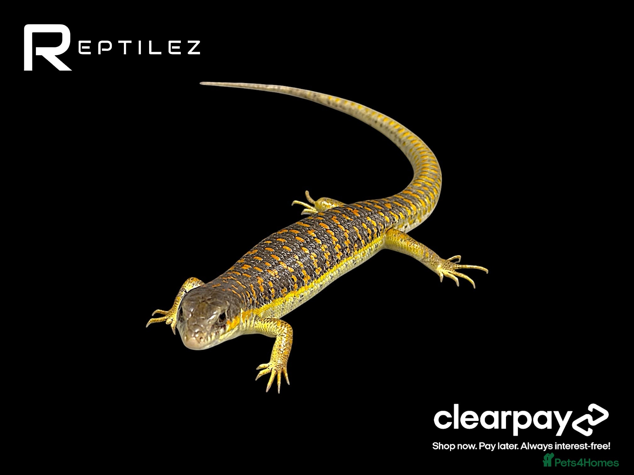 Skink reptiles SKINK BABIES - Advert 8