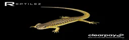 Skink reptiles for sale: SKINK BABIES - Advert 1