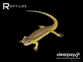 Skink reptiles SKINK BABIES - Advert 8