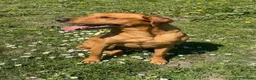 Labrador Retriever dogs for stud: KC Labrador for Stud 16 Champions in Lineage - Advert 9