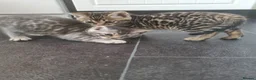 Bengal cats for sale: 3 adorable bengal kittens  - Advert 3