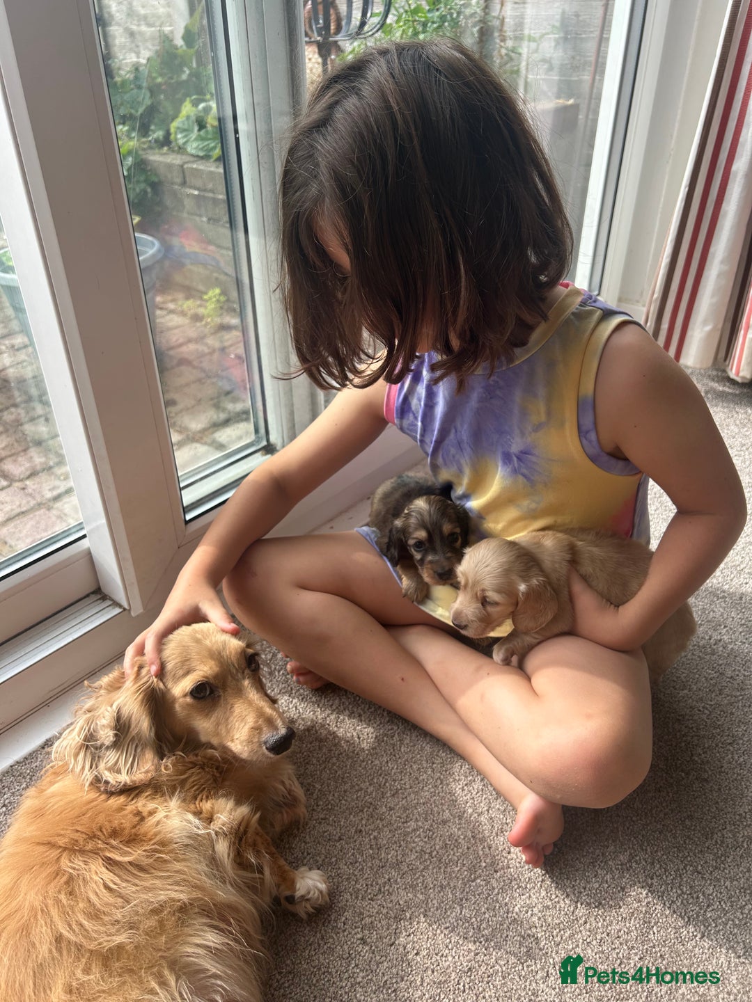 Miniature Dachshund dogs for sale: KC reg miniature long haired dachshunds - Image 5