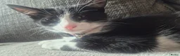 Mixed Breed cats for sale: Brother and sister  in Telford - Advert 6