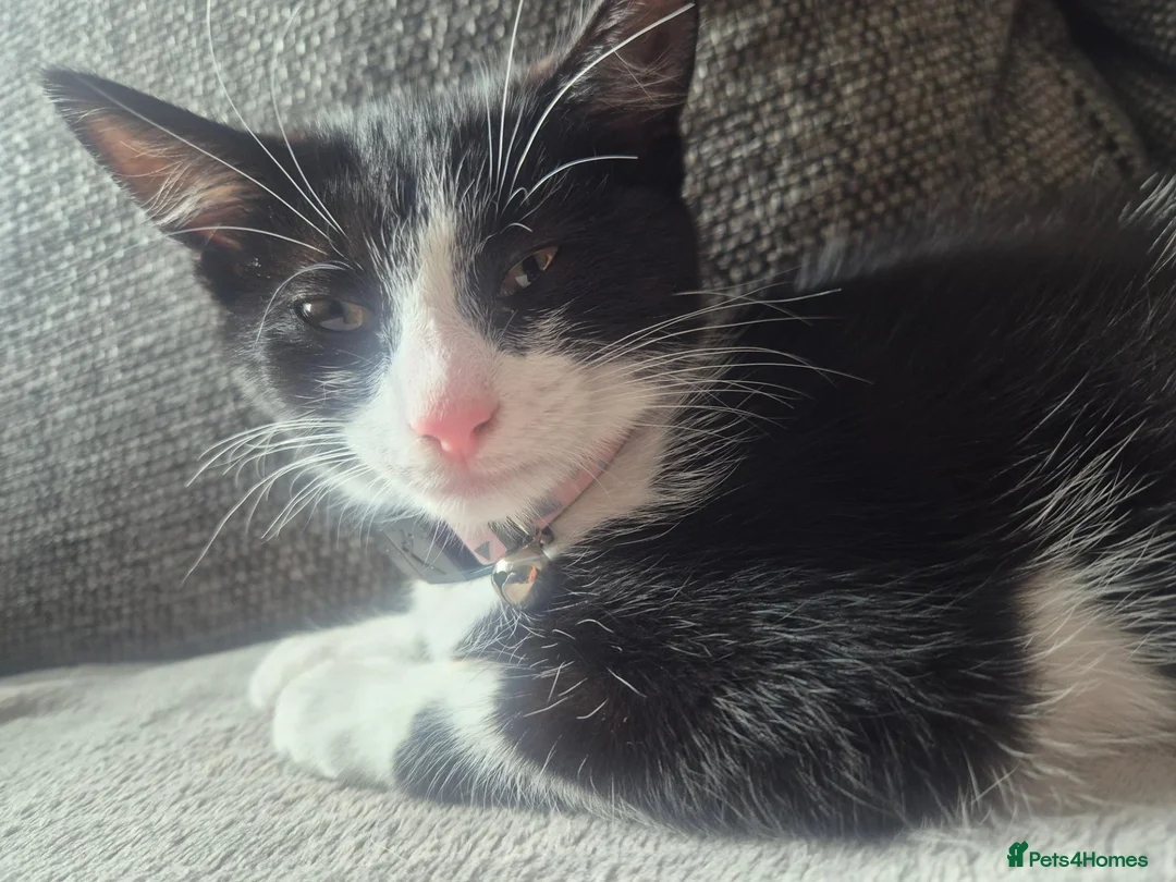 Mixed Breed cats for sale: Brother and sister  in Telford - Advert 6