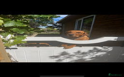 Labrador Retriever dogs for sale: Fox red male - Image 3