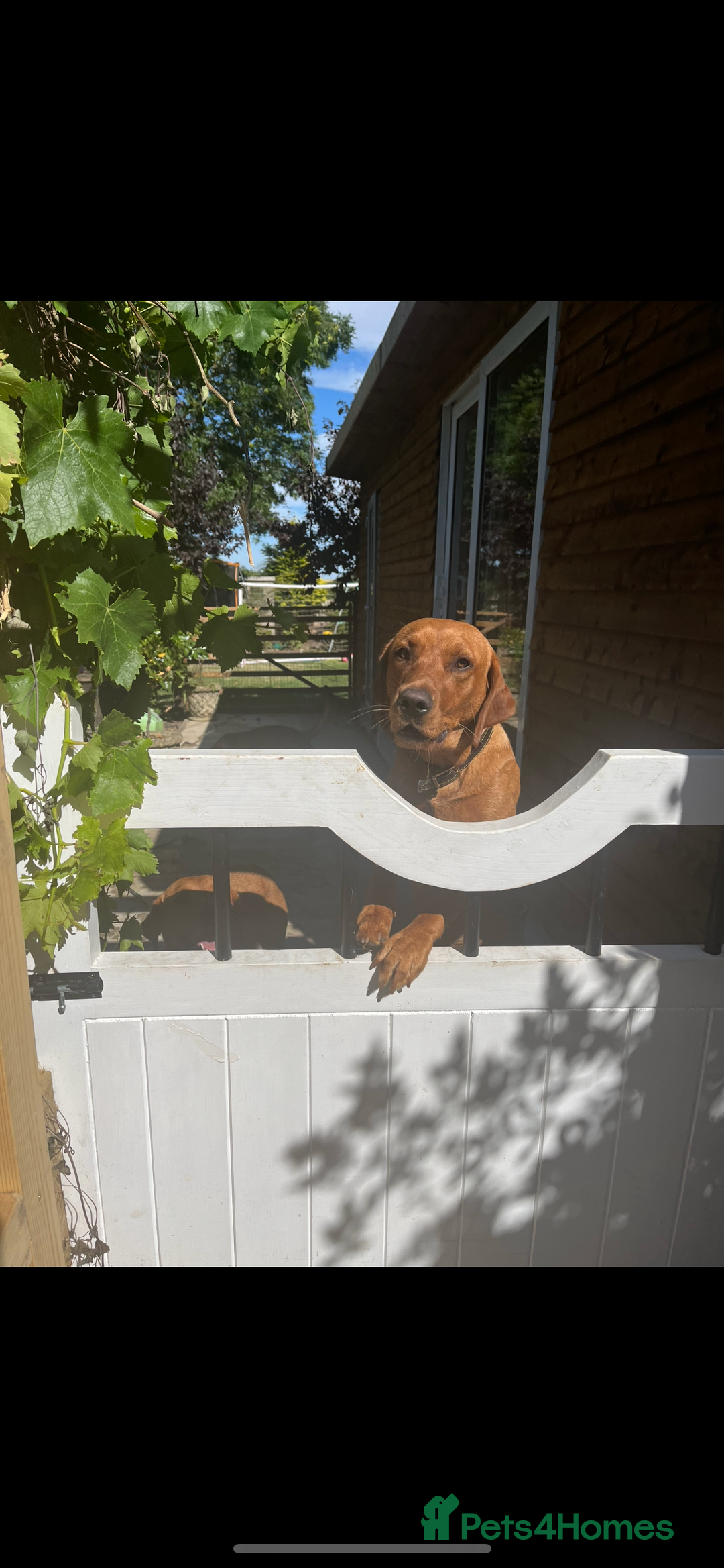 Labrador Retriever dogs for sale: Fox red male - Image 3