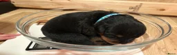 Rottweiler dogs for sale: KC registered Rottweiler puppies  in Warrington - Advert 7